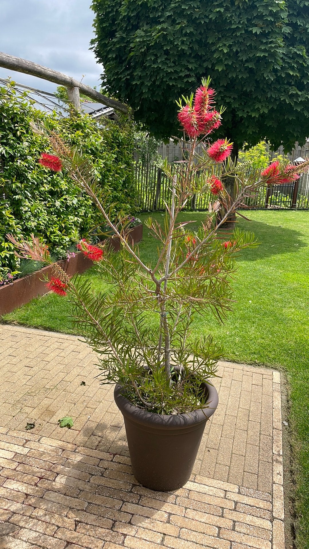 Callistemon groot, lampenpoetser, rode pluimen, Tuin en Terras, Planten | Tuinplanten, Volle zon, Vaste plant, Zomer, Ophalen