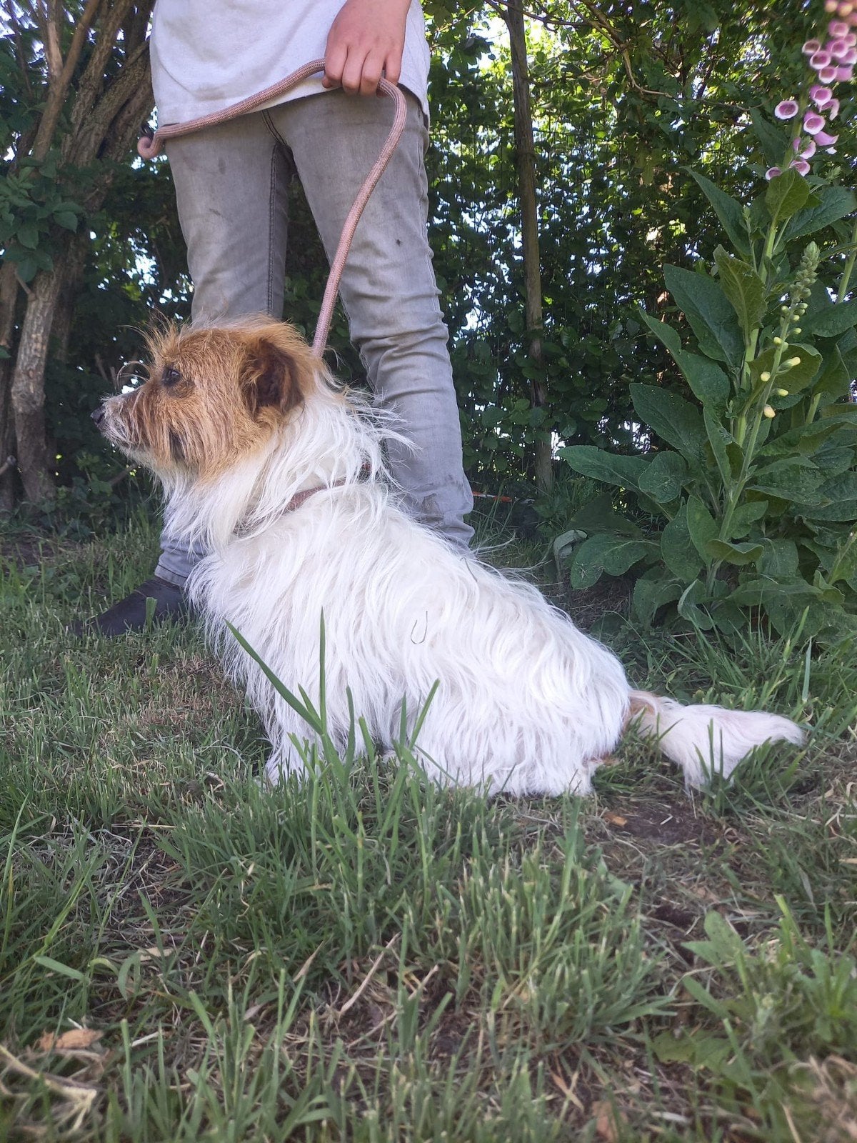 Ruw harige Jack russel teefje 1 jaar 7 maanden, Dieren en Toebehoren, Honden | Jack Russells en Terriërs, Jack Russell Terriër