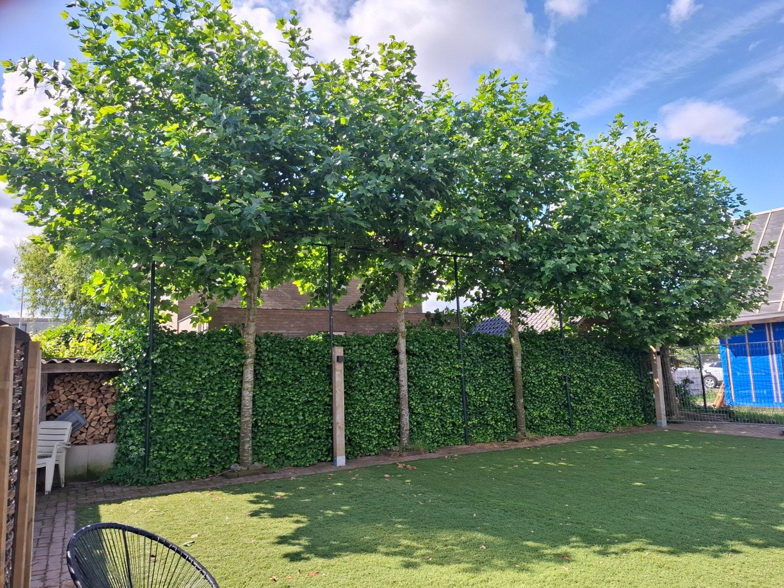 4 volgroeide leilindes voor uw tuin, Tuin en Terras, Planten | Bomen, Leiboom, 250 tot 400 cm, Volle zon, Zomer, Ophalen of Verzenden