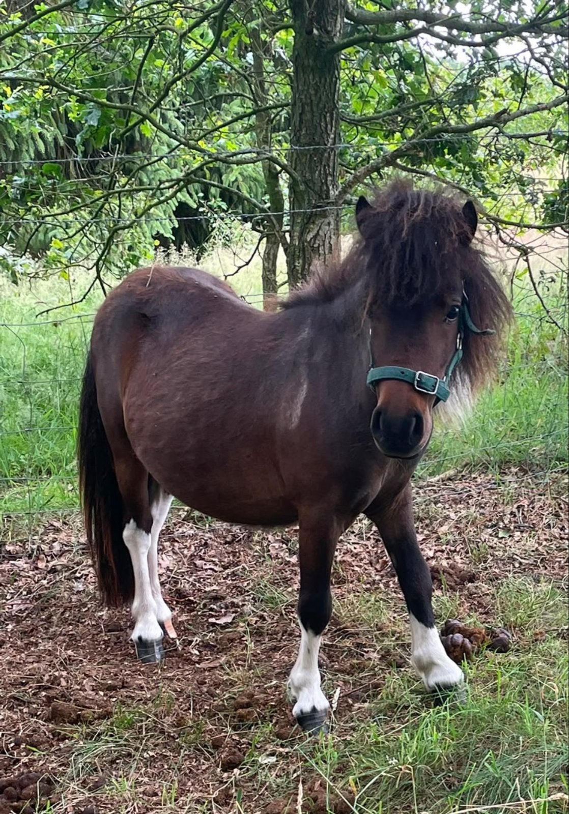 Shetlander hengst!, Merrie, A pony (tot 1.17m), 0 tot 2 jaar