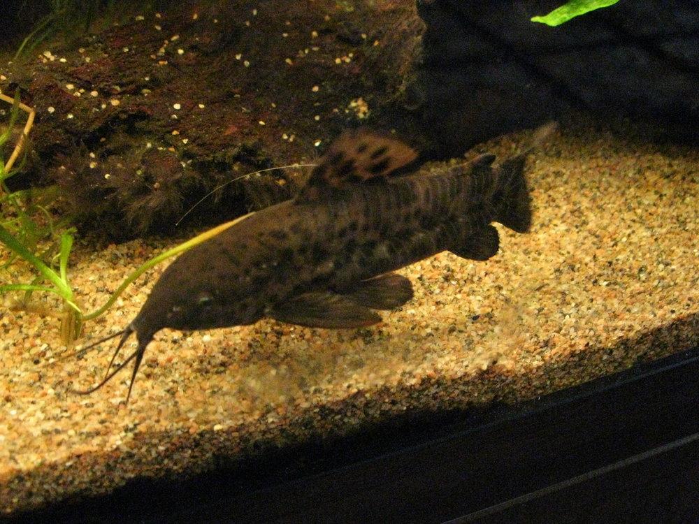 Kwi kwi, Dieren en Toebehoren, Vissen | Aquariumvissen, Vis