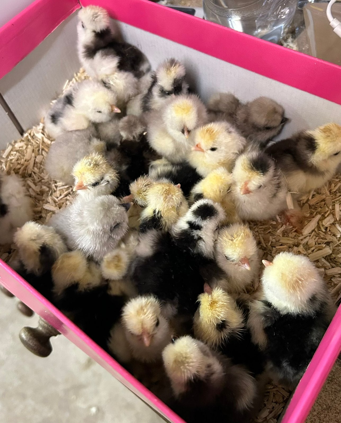 Usa zijdehoen mottled usa zijdehoen hennetjes, Dieren en Toebehoren, Vrouwelijk, Kip