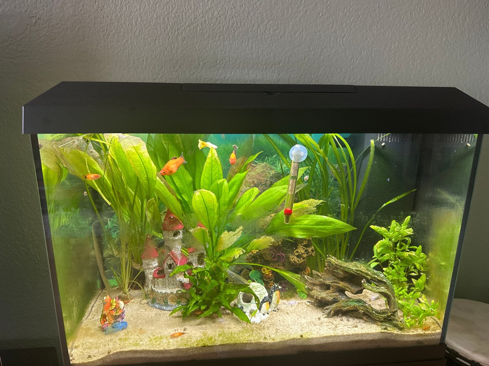 Juwel Primo 70 aquarium 2.0 met vissen en toebehoren, Ophalen