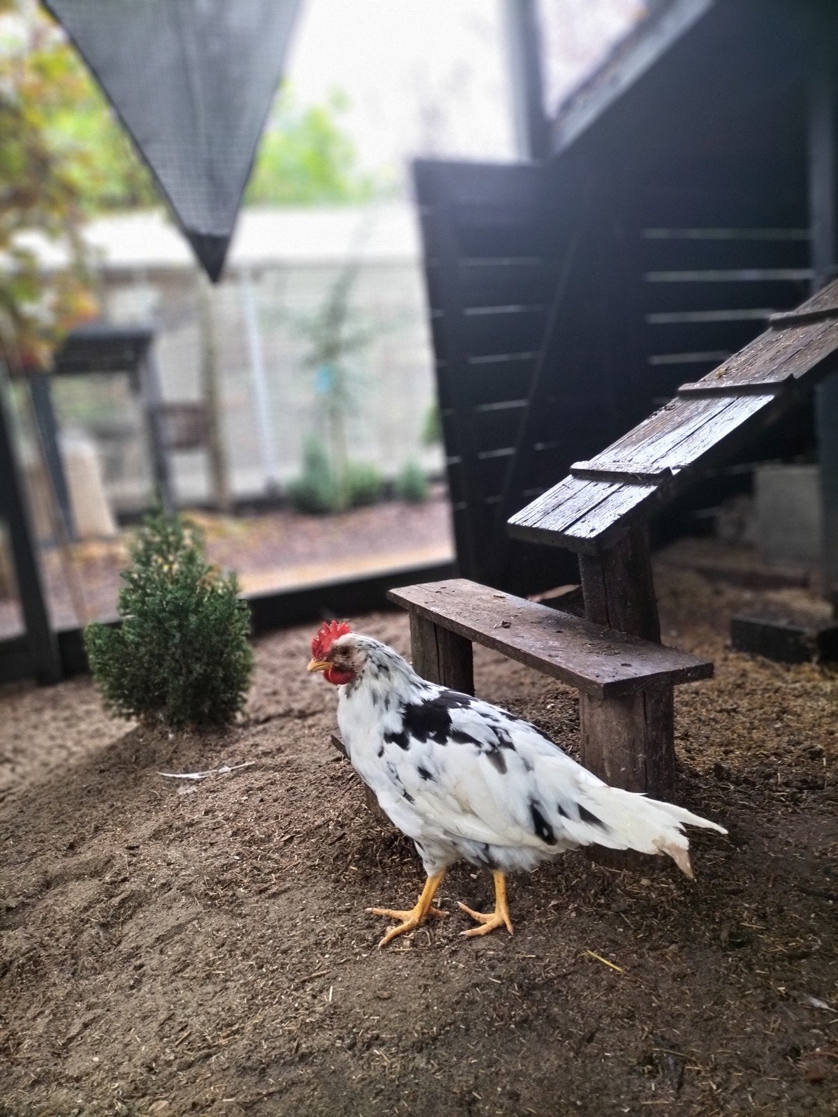 leghorn hanen, Mannelijk, Kip