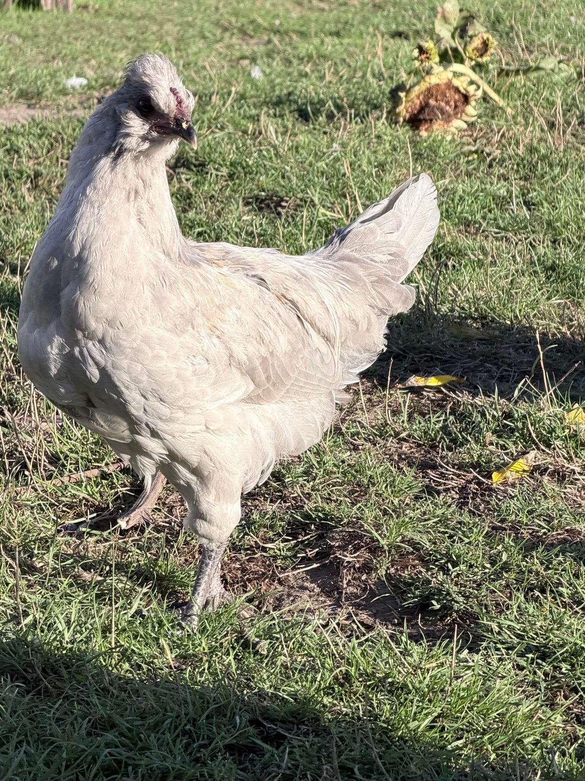 Schijndelaar, auracana en silverudd hanen, Mannelijk, Kip