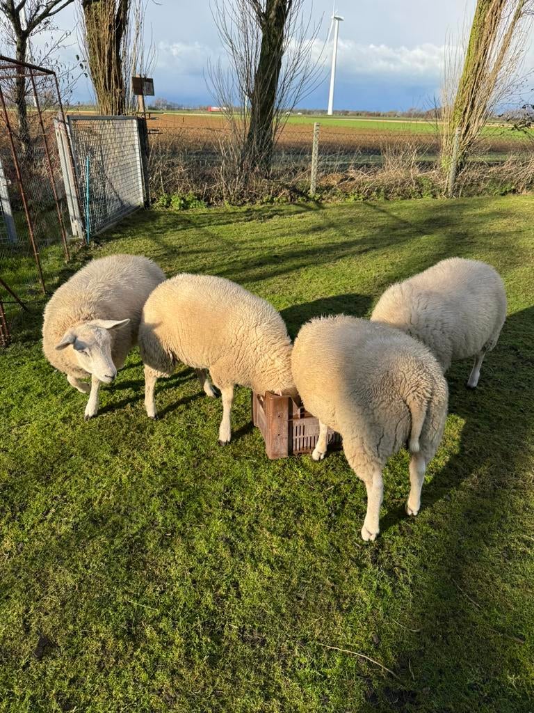 4 ooien plus lammeren, Dieren en Toebehoren, Schapen, Geiten en Varkens, Vrouwelijk, Schaap