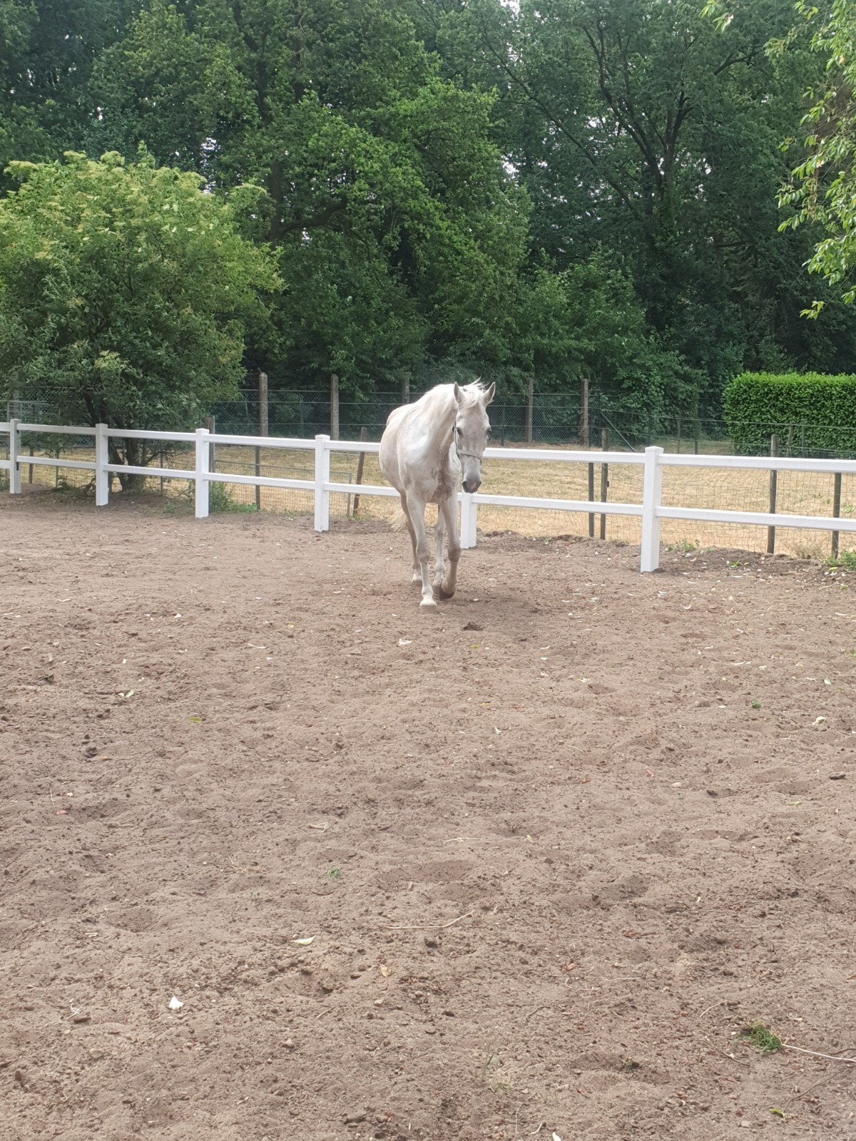 Stalhulp verzorgpaard  paard