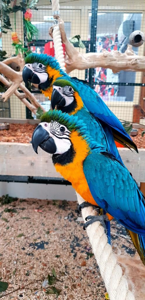 VERWACHT | Jonge Baby Blauw Gele Aras | Lief | Getraind, Dieren en Toebehoren, Vogels | Parkieten en Papegaaien, Meerdere dieren