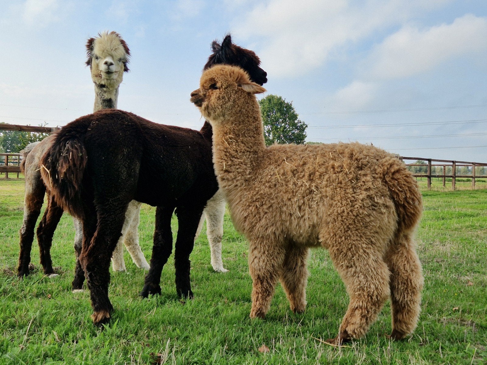 Alpaca ruintje 1,5 jaar, April, Mannelijk