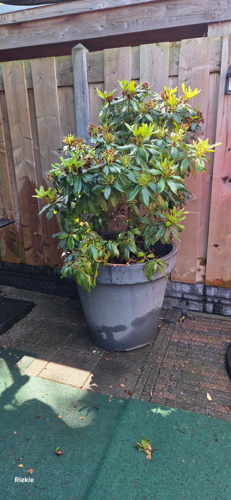 Groote rhododendron  in pot., Tuin en Terras, Planten | Struiken en Hagen, Ophalen, Rhododendron, Minder dan 100 cm