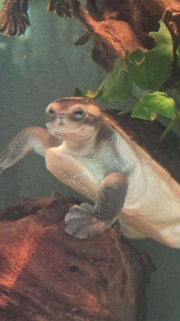 Schildpad Pink Nelly sideneck, Dieren en Toebehoren, Reptielen en Amfibieën, Schildpad, 0 tot 2 jaar