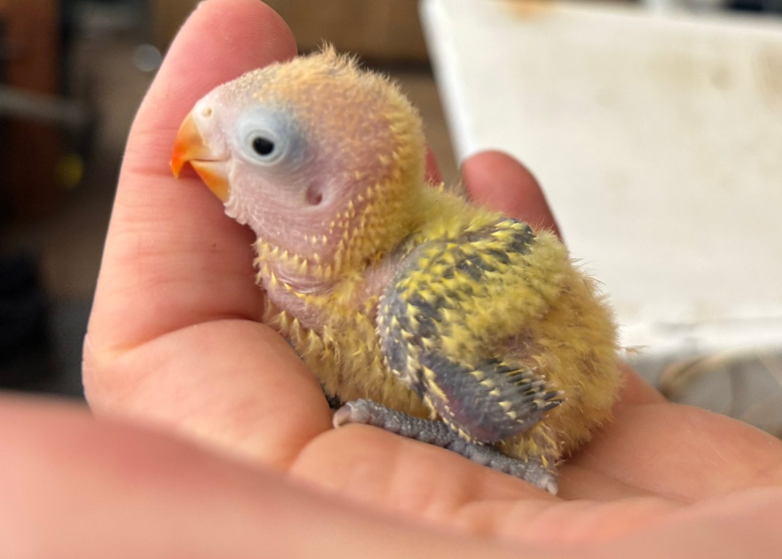 Groene dilute agapornis Fischeri dwergpapegaai, Geslacht onbekend, Dwergpapegaai of Agapornis, Geringd