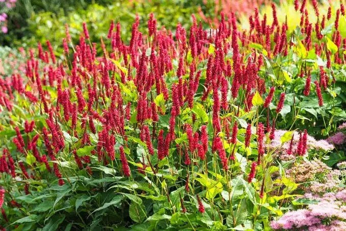 Mooie stekken van mijn Persicaria voor €1,-, Ophalen, Overige soorten, Volle zon