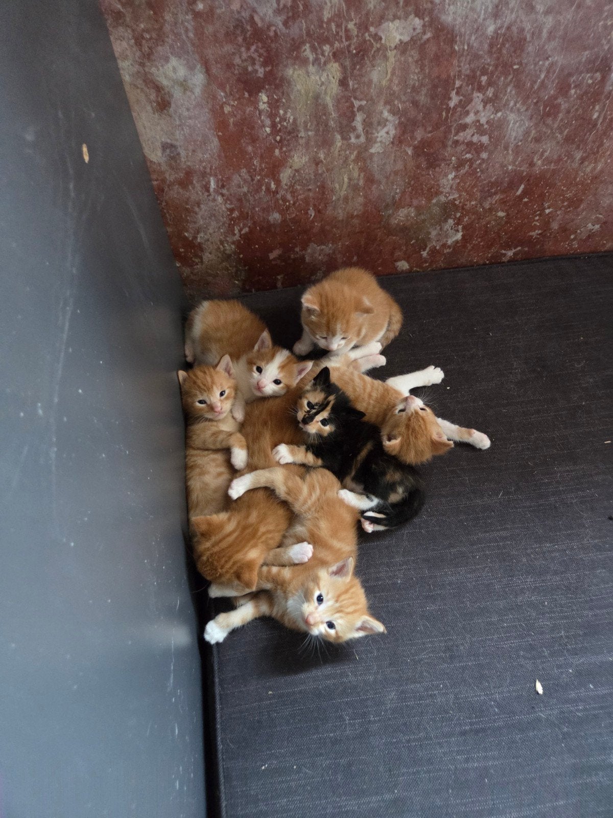 Super lieve kittens zoeken fijn huisje, Dieren en Toebehoren, Kater, Kortharig, 0 tot 2 jaar