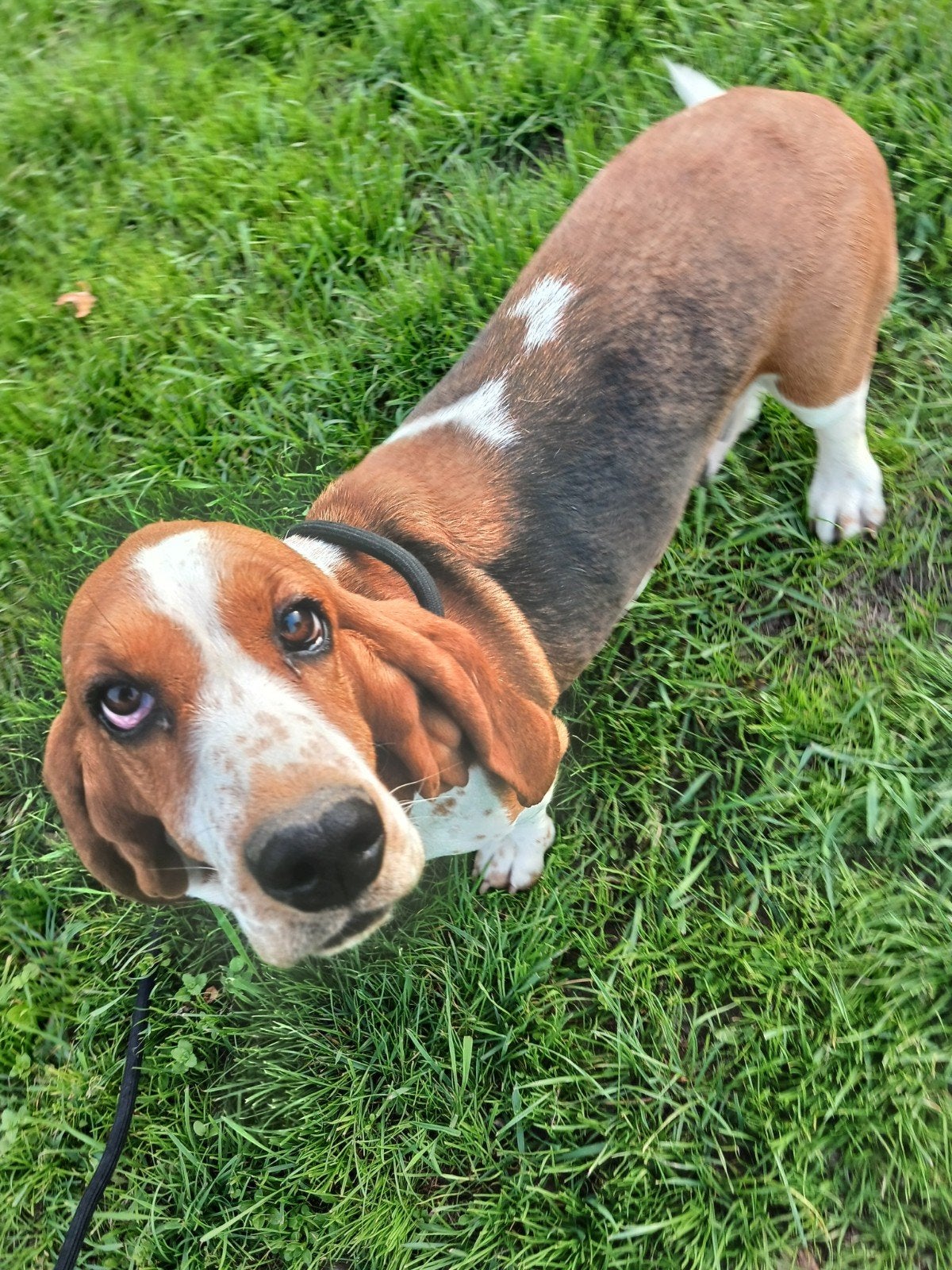 basset teef, Particulier, Basset, Buitenland, Teef