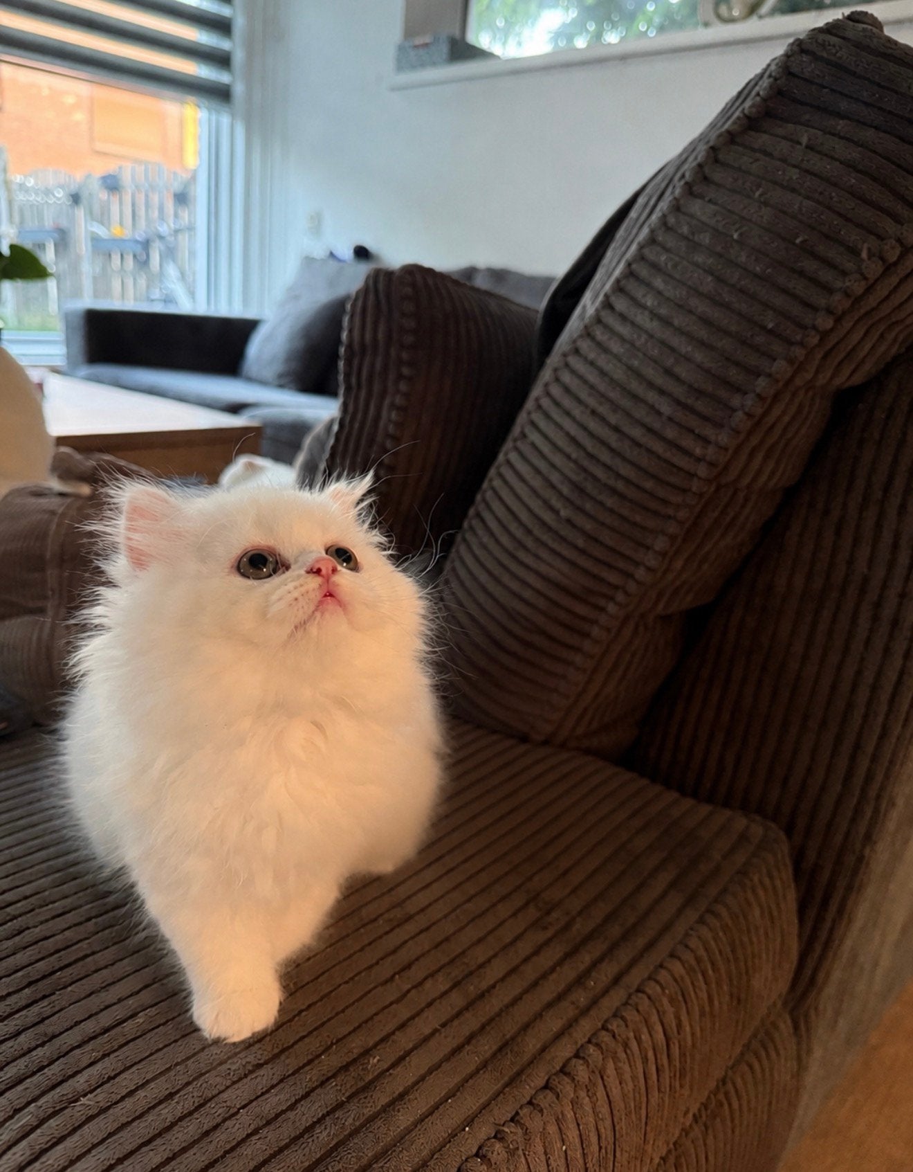 Een heel mooie poes, lees beschrijving