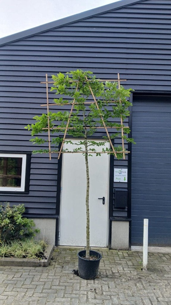 Carpinus betulus lei vorm, Leiboom, Ophalen of Verzenden, Lente, 250 tot 400 cm