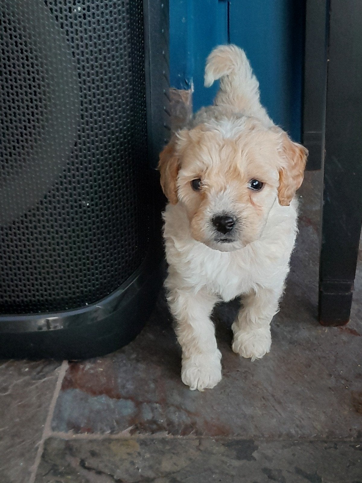 mini labradoodle, Parvo, Overige rassen, 8 tot 15 weken, Meerdere
