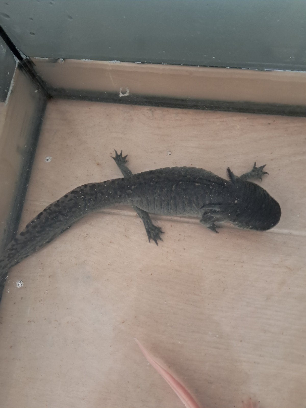 axolotl 20cm, Ophalen