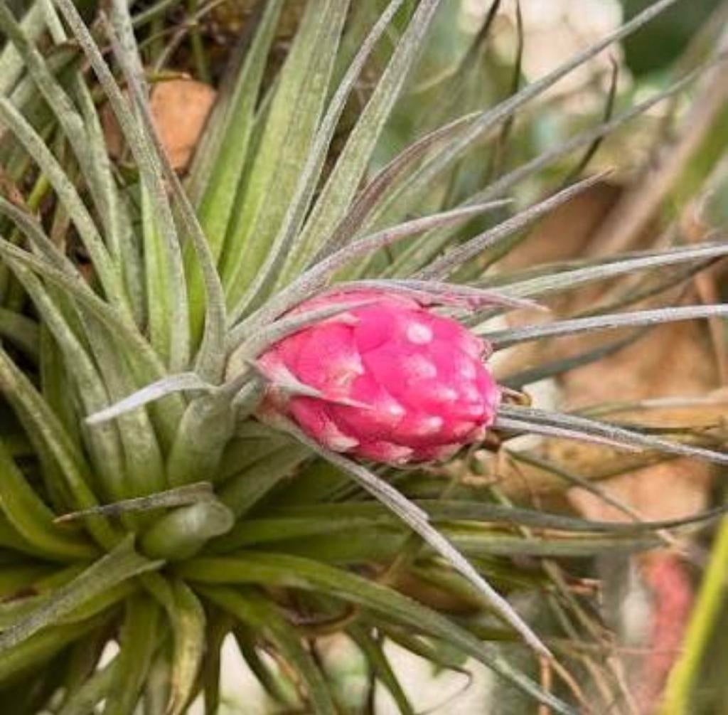 Tillandsia Oaxacana, Ophalen of Verzenden, Halfschaduw, Minder dan 100 cm