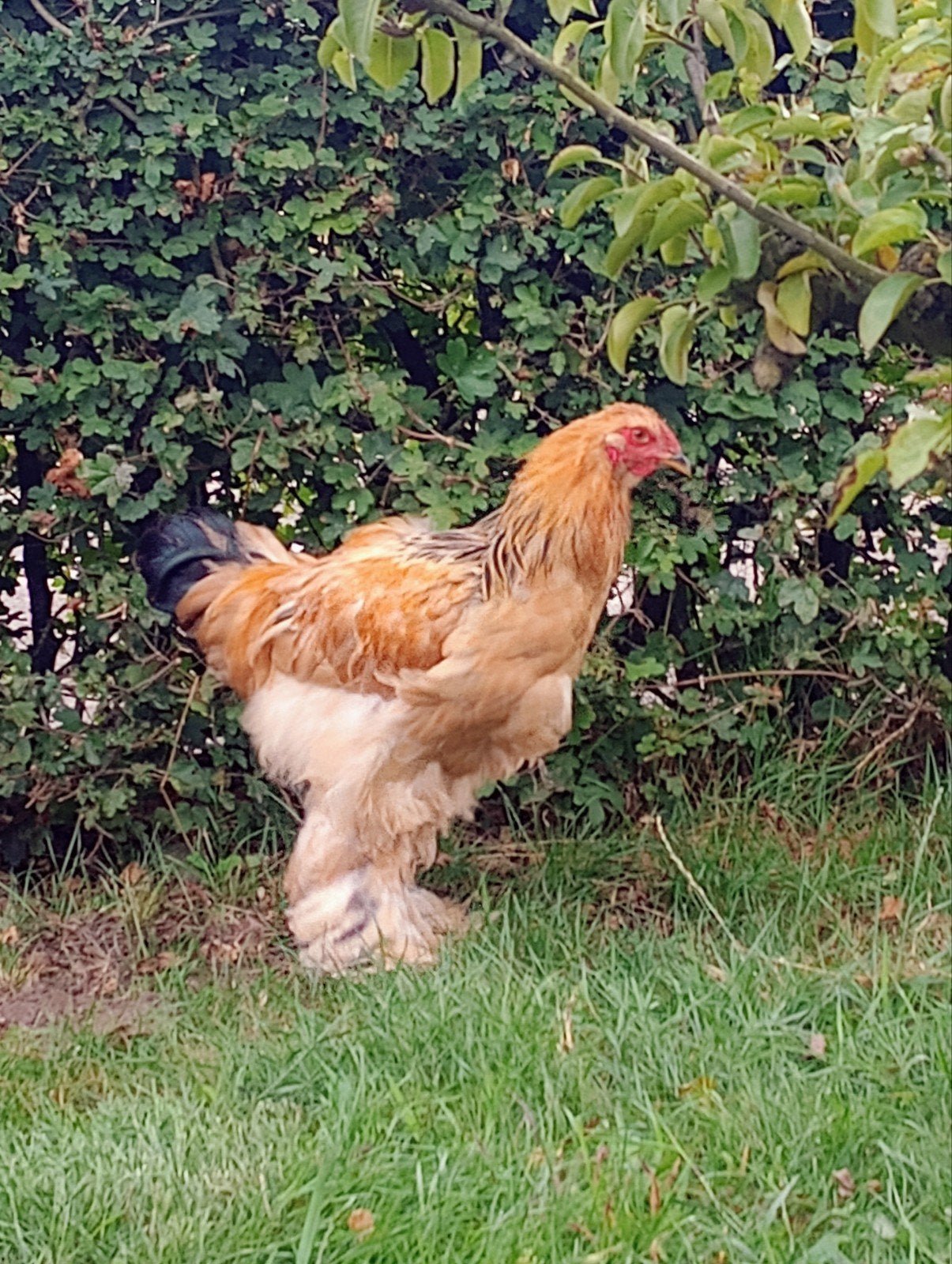 Brahma Buff Colombia kuiken haantje, Dieren en Toebehoren