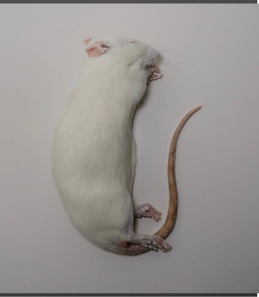Volwassen diepvries Ratten, Dieren en Toebehoren, Ophalen, Nieuw, Overige typen