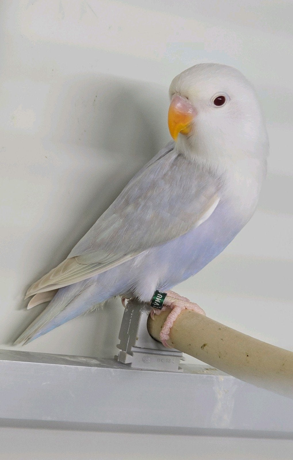 agapornis fischeri pale fallow opaline, Meerdere dieren, Dwergpapegaai of Agapornis