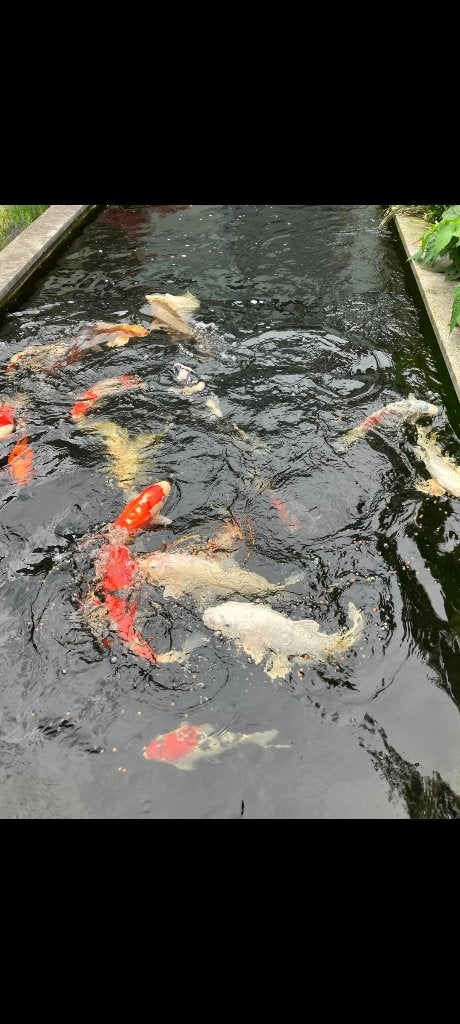 vijverfilter installatie met Japanse koi's, Dieren en Toebehoren, Karper of Koi