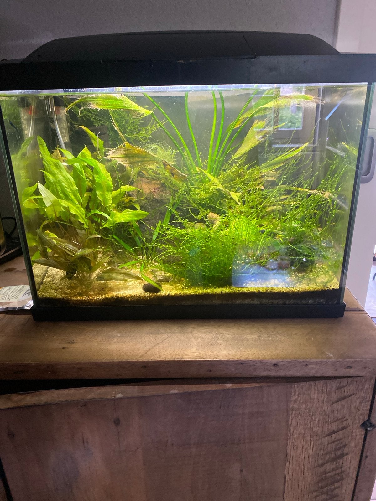 40L Aquarium met blue dream Orange eye garnalen, Ophalen of Verzenden, Gevuld zoetwateraquarium