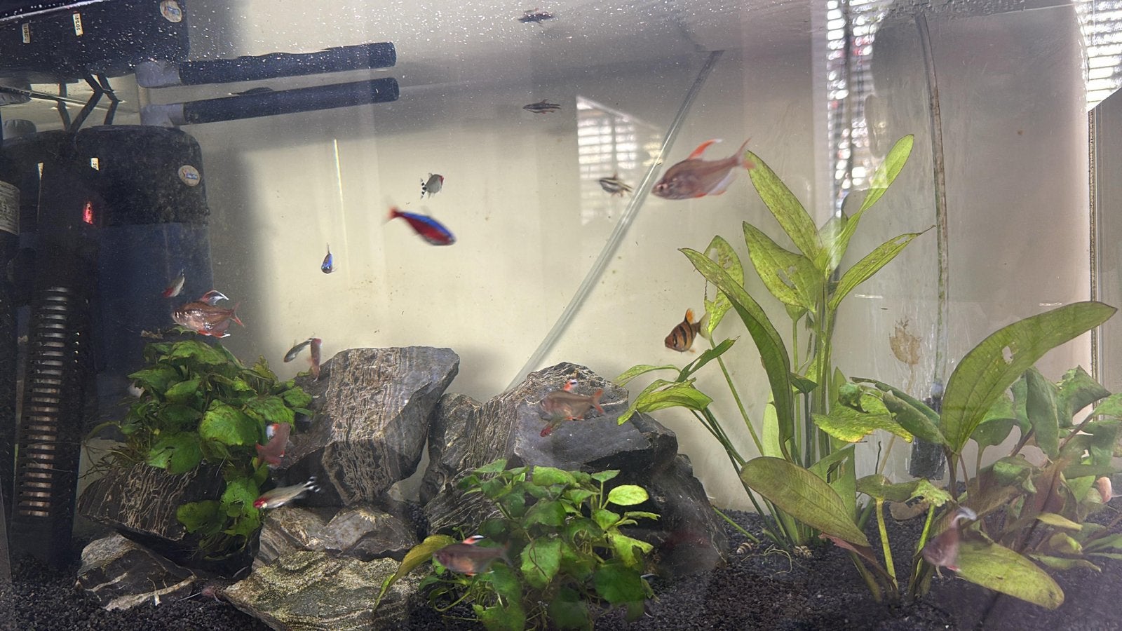 Aquarium AA gebruikt - niet lek wel krassen, Ophalen, Gebruikt, Leeg aquarium