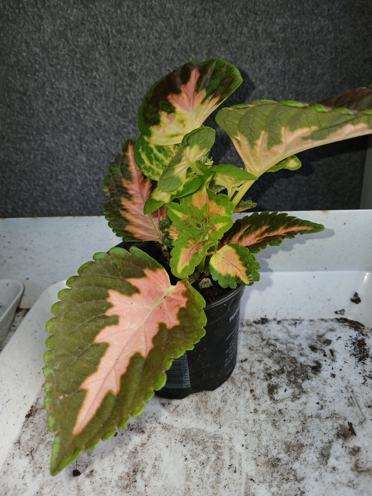 Siernetel, Coleus, Ophalen, Halfschaduw, Minder dan 100 cm