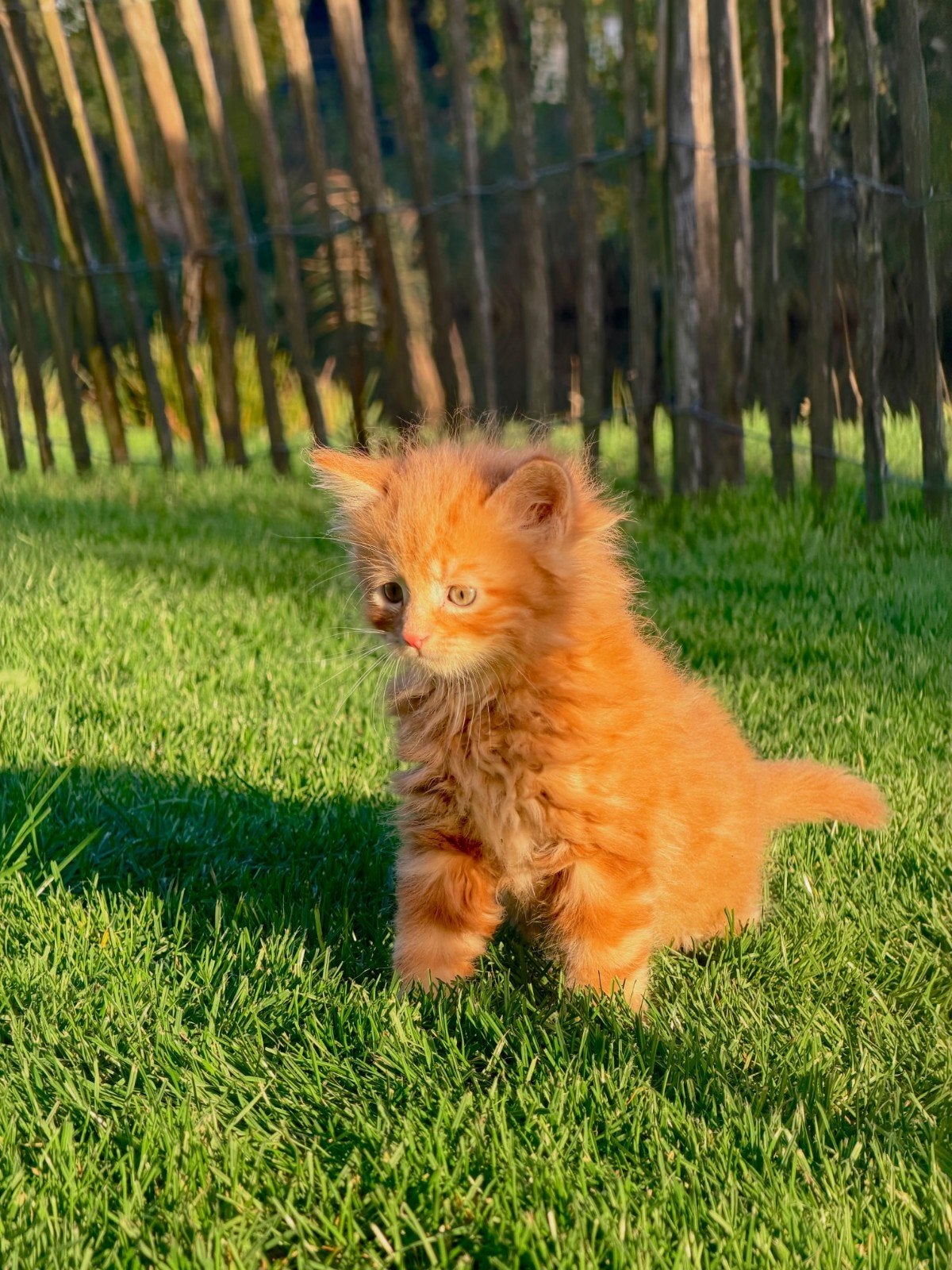 Lieve boerderij poes ( alleen de zwarte nog beschikbaar), Dieren en Toebehoren, Meerdere dieren, Kortharig, 0 tot 2 jaar