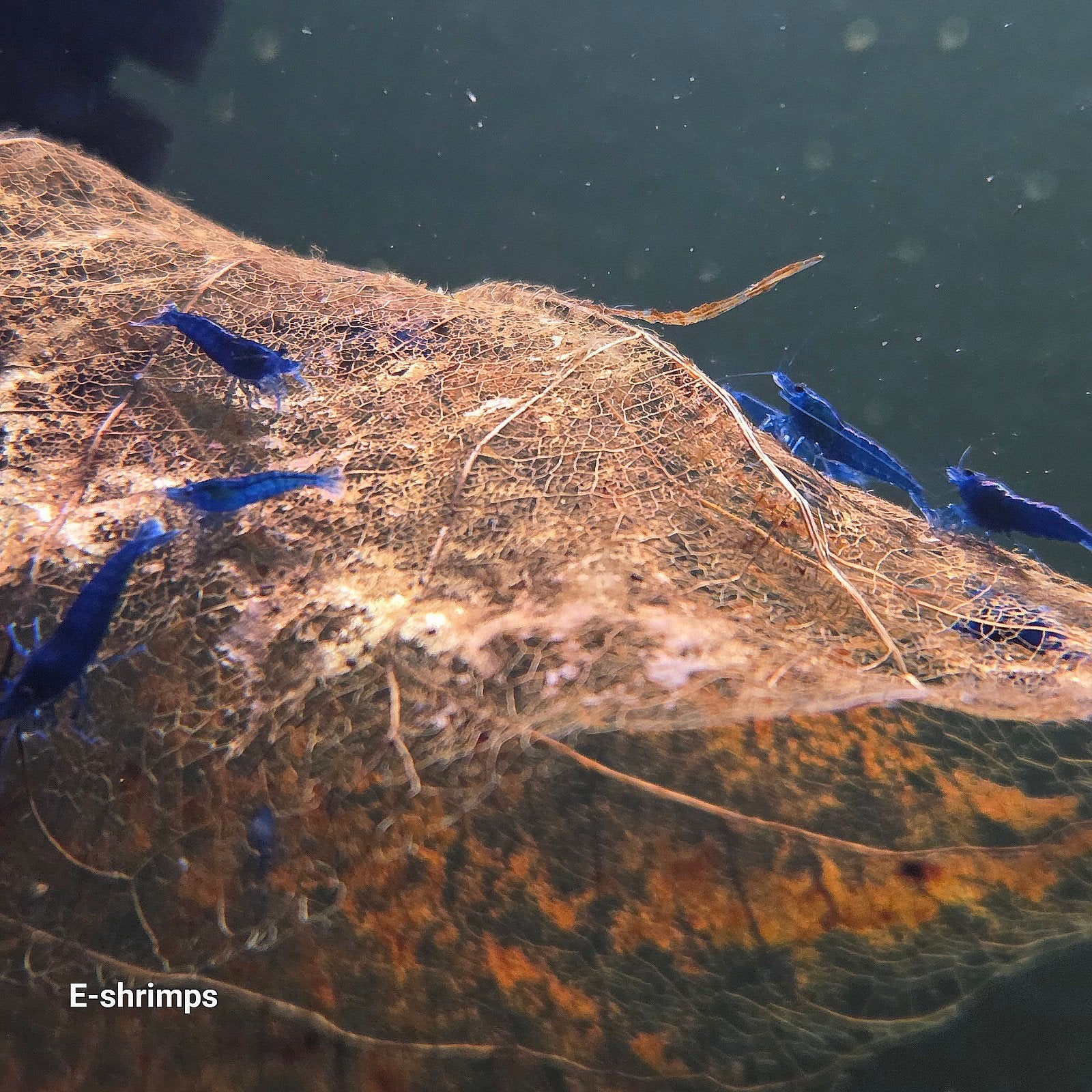 ☑️Blauwe | Blue Dream Neocaridina-garnalen / high-grade, Dieren en Toebehoren, Kreeft, Krab of Garnaal, Zoetwatervis, Schoolvis