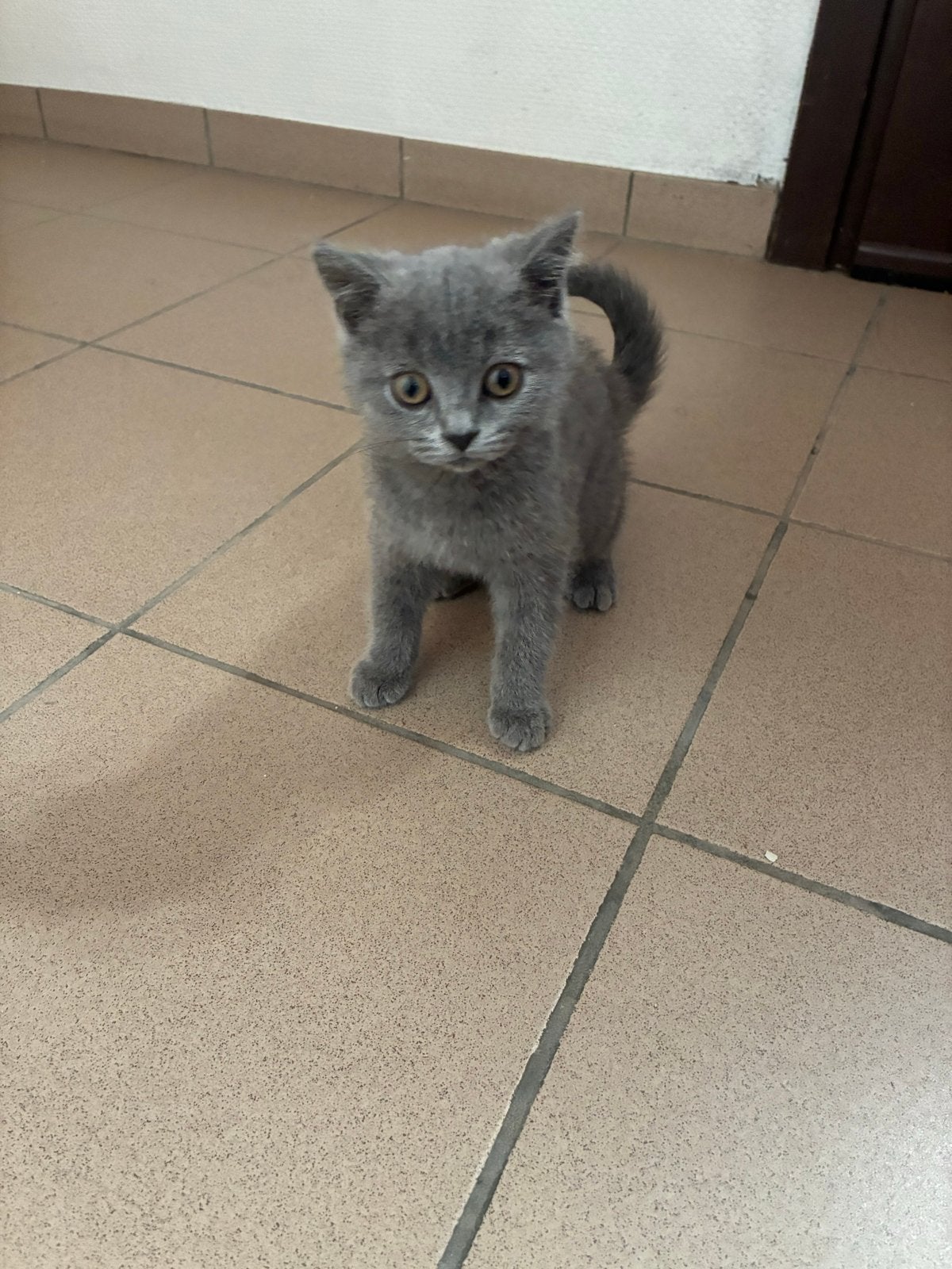 Britste korthaart, Kater