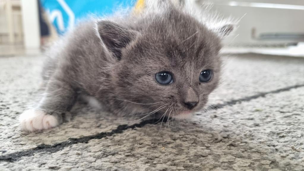 een mannelijke en een vrouwelijke kat, Dieren en Toebehoren, Poes