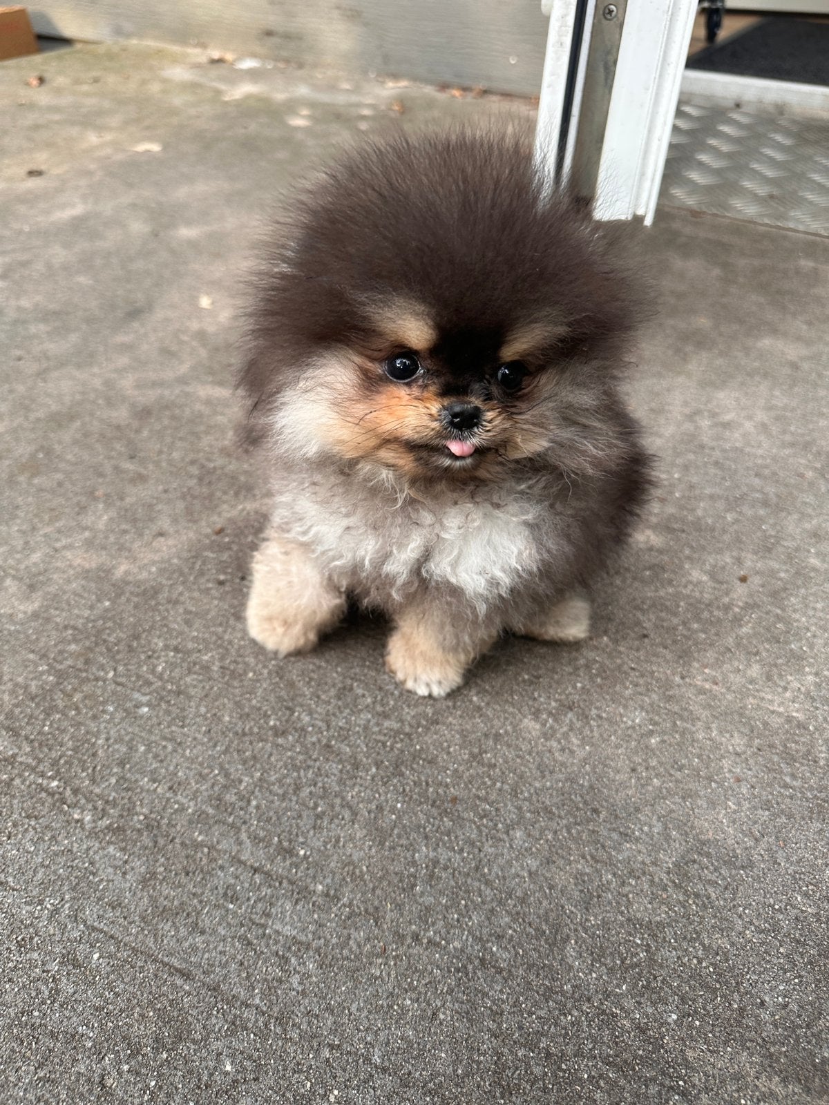 Pomeriaan teefje teacup black en tan, Particulier, Rabiës (hondsdolheid), 15 weken tot 1 jaar, Buitenland