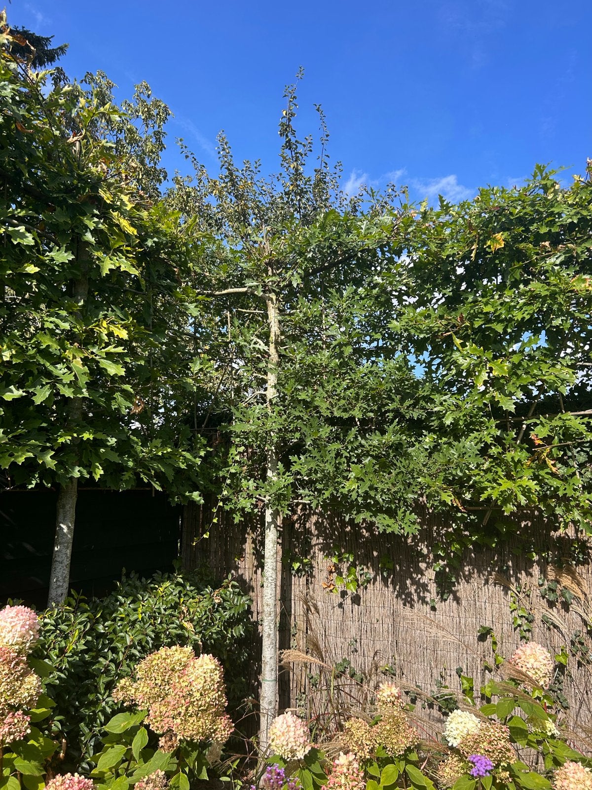 Mooie leileiken bomen , 2 jaar oud - zelf uitgraven, Tuin en Terras, Ophalen of Verzenden, Leiboom, 250 tot 400 cm
