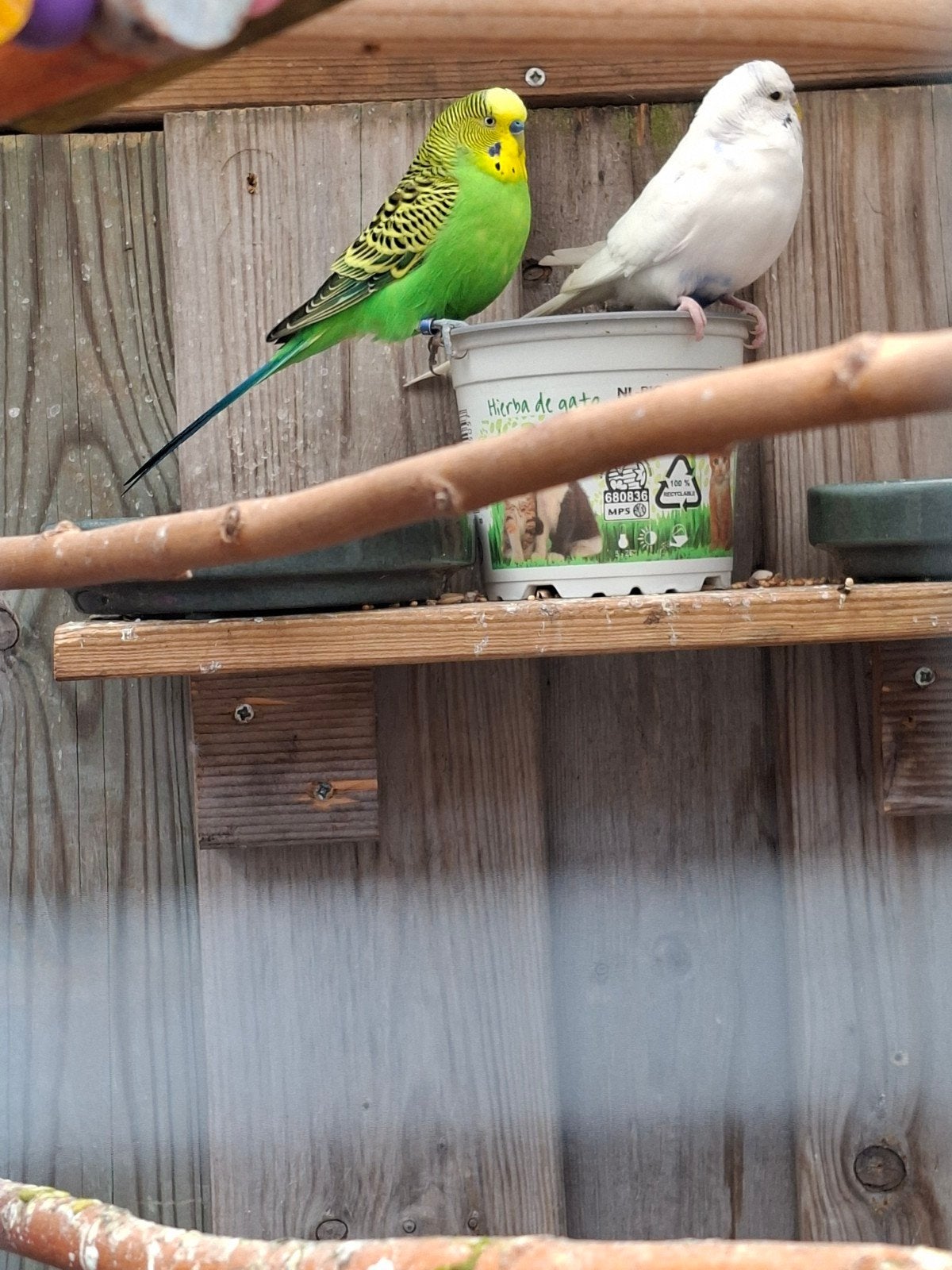 Groene grasparkiet. vogel, Dieren en Toebehoren, Vogels | Parkieten en Papegaaien, Mannelijk, Parkiet