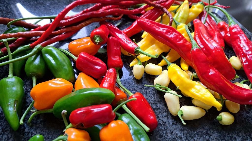 Biologische paprikaplanten en peperplanten, paprika, peper, Tuin en Terras, Planten | Tuinplanten, Ophalen of Verzenden, Eenjarig