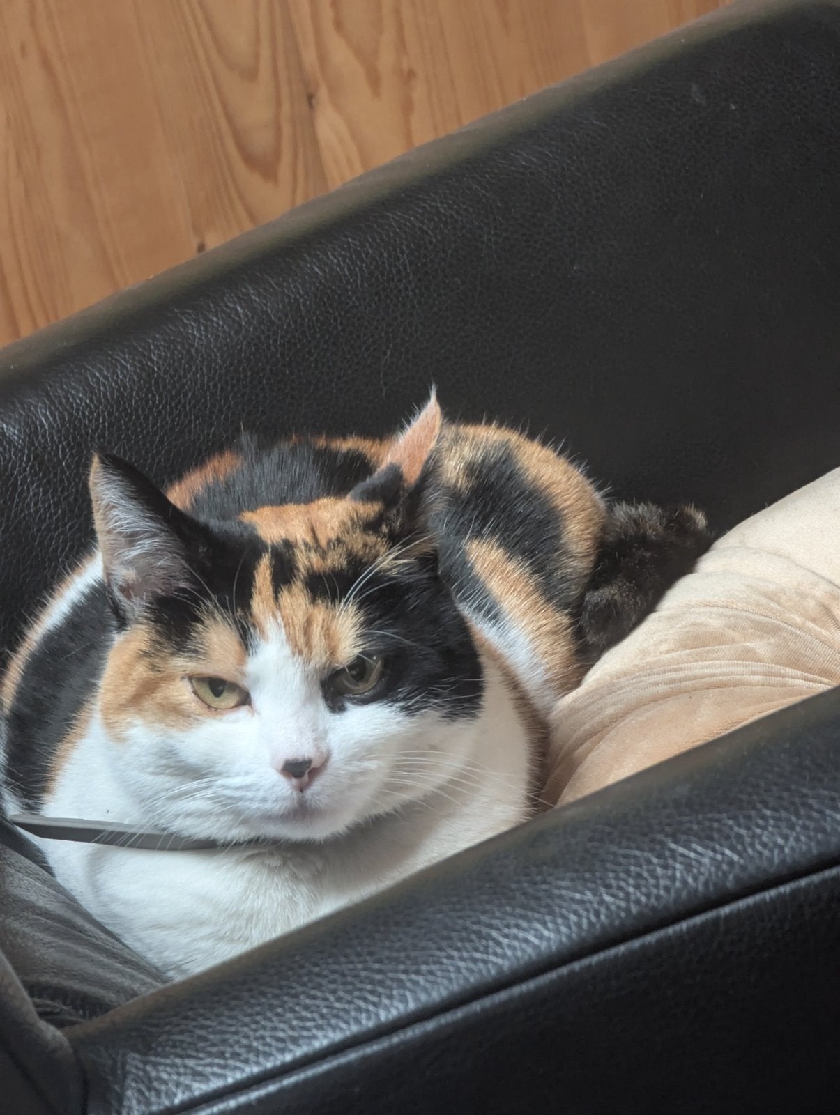 Onze Noes zoekt een huis met een tuin, Dieren en Toebehoren, Poes, 6 jaar of ouder