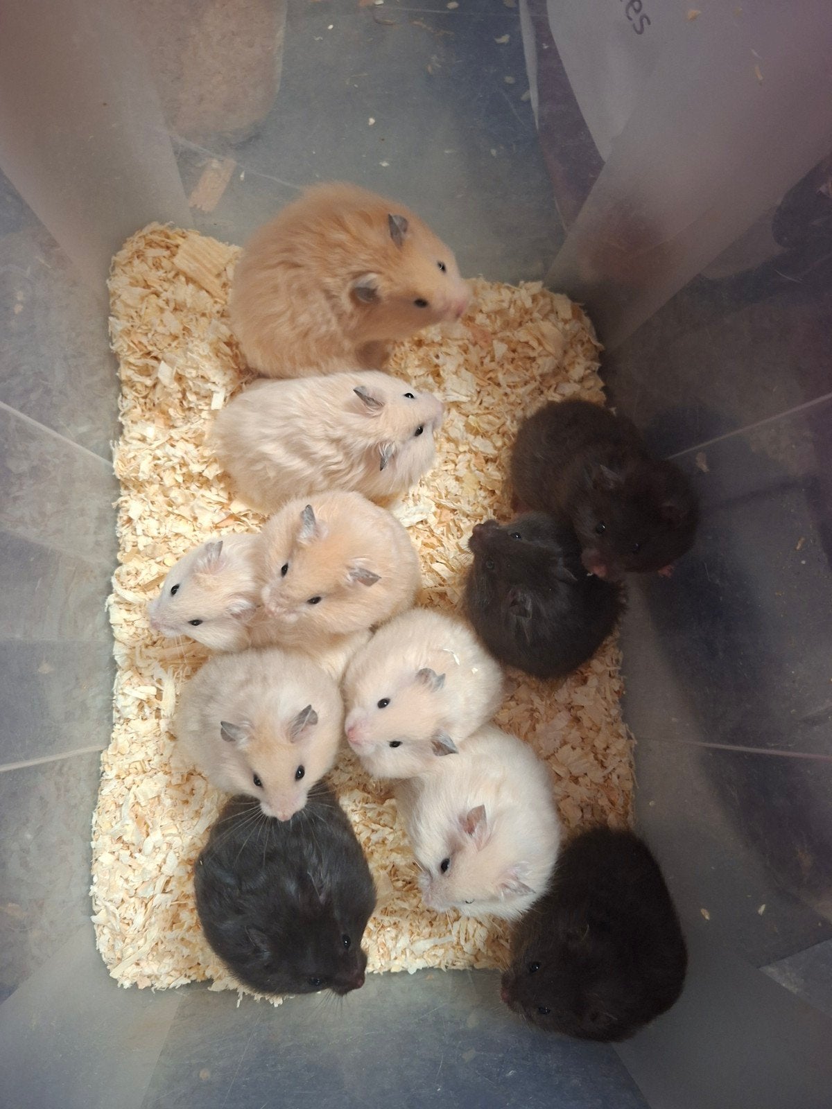 Super lieve langharige goudhamsters, Dieren en Toebehoren, Knaagdieren, Hamster, Mei, Meerdere dieren, Tam