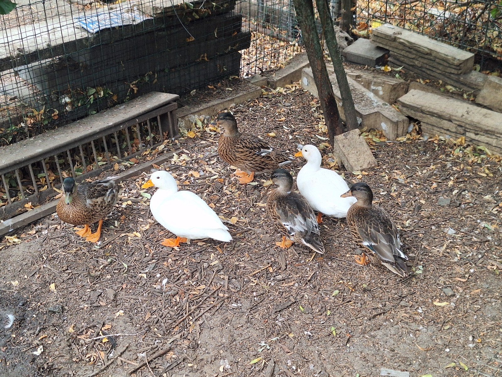 Groep kwaker eendjes, Meerdere dieren, Eend
