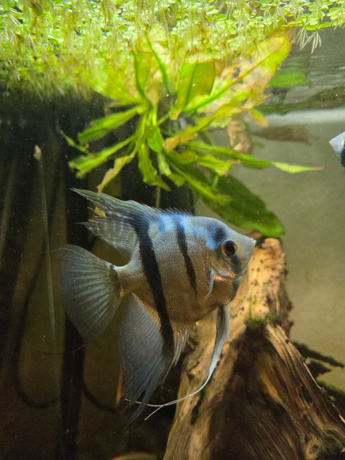 blauwe maanvissen, Dieren en Toebehoren, Vis, Zoetwatervis