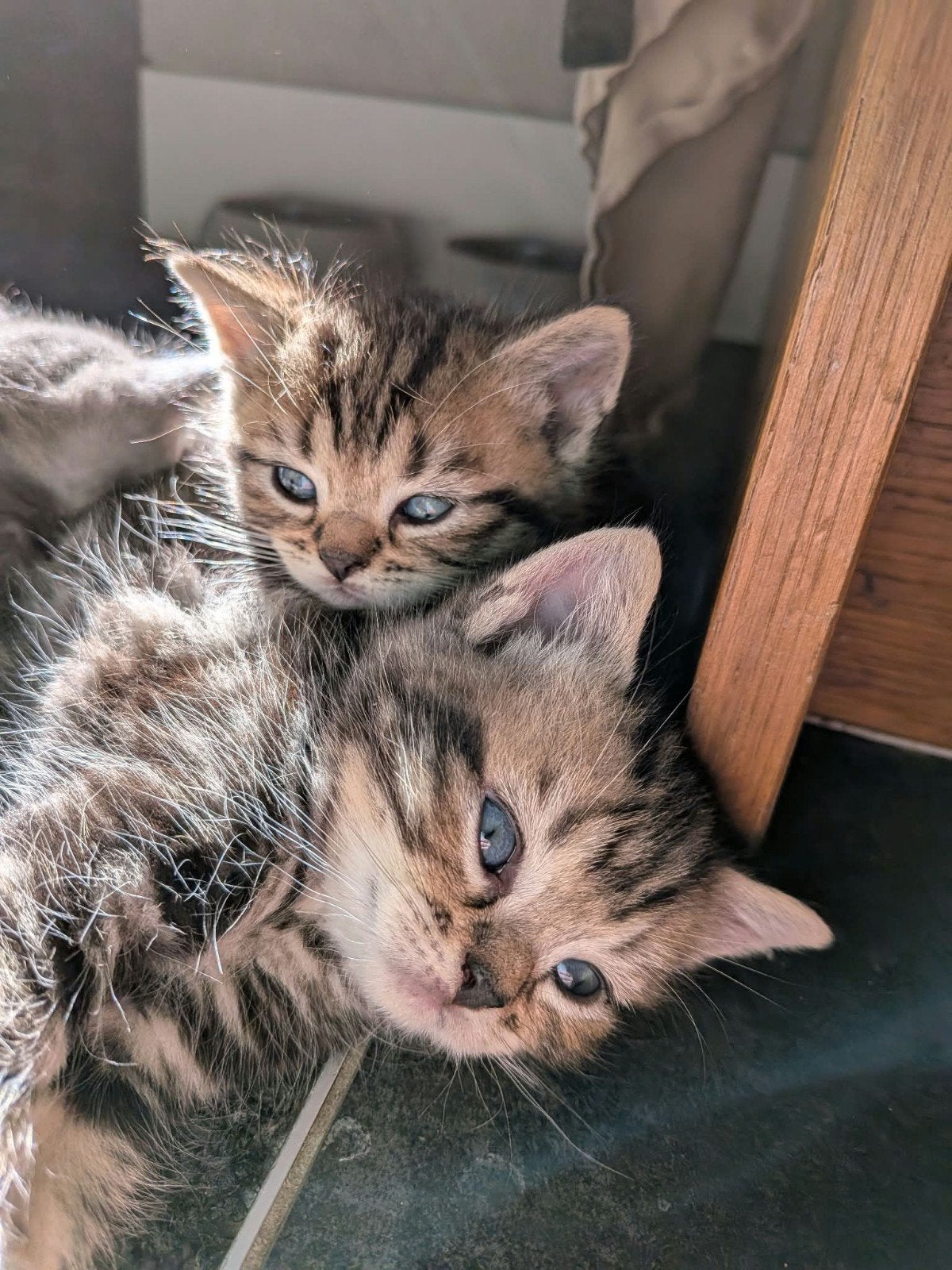 6 supermooie kittens half Britse korthaar, Dieren en Toebehoren, Kater, Ontwormd, 0 tot 2 jaar