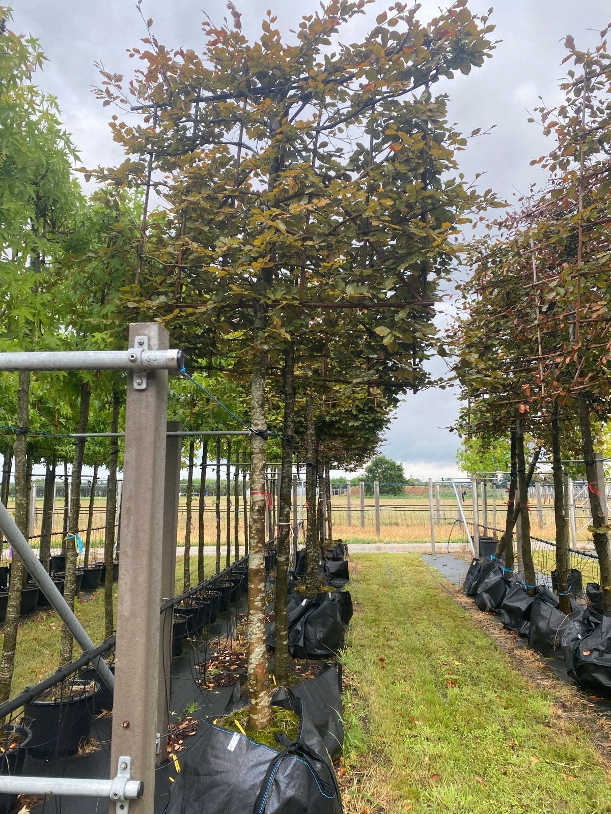 Rode Beuk (Fagus Atropunicea) - Prachtige Leiboom, Bloeit niet, Leiboom, Ophalen of Verzenden, 250 tot 400 cm