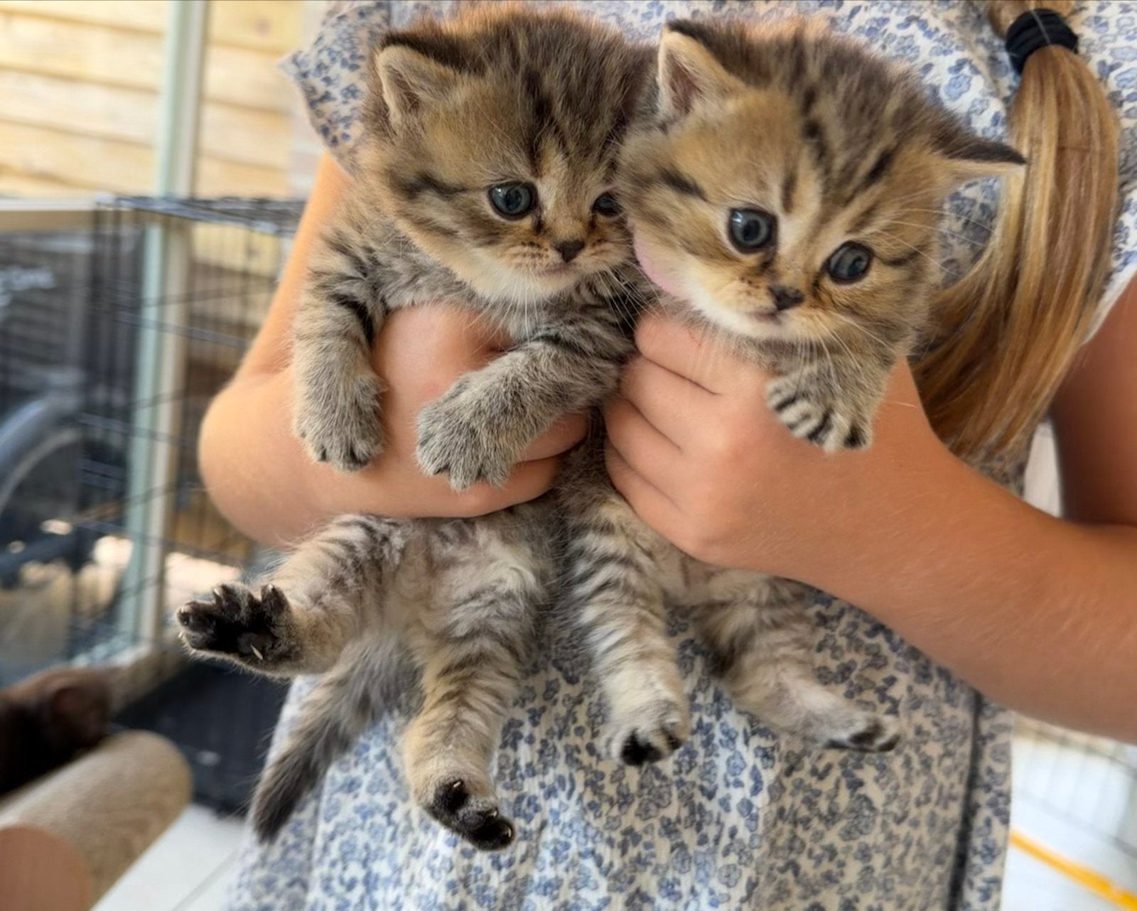 Britse Korthaar kittens zoeken een liefdevol thuis, Meerdere dieren, Ontwormd, 0 tot 2 jaar