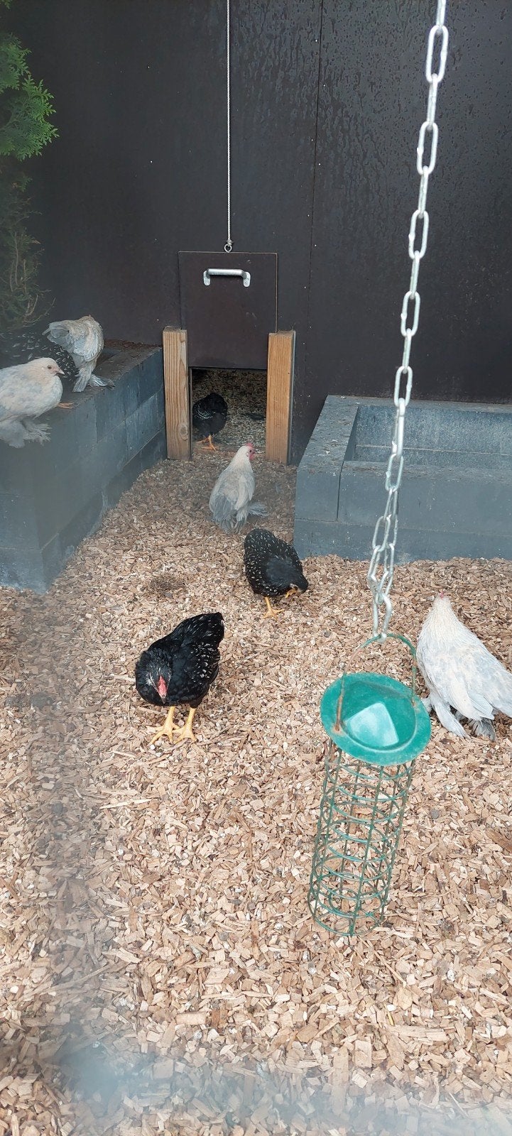 Haantjes Barnevelder kriel zilvergezoomd., Mannelijk, Kip