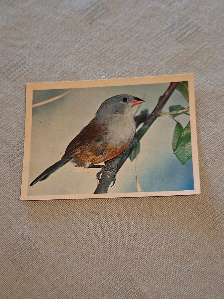 Prentje/Chromo : Groene Astrild, 1960 tot 1980, Gebruikt, Ophalen of Verzenden, Dier