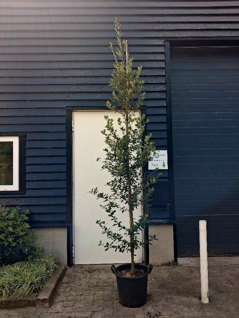 Quercus Ilex / steeneik boom (groenblijvend!) €65,-, Bloeit niet, 100 tot 250 cm, Volle zon, In pot