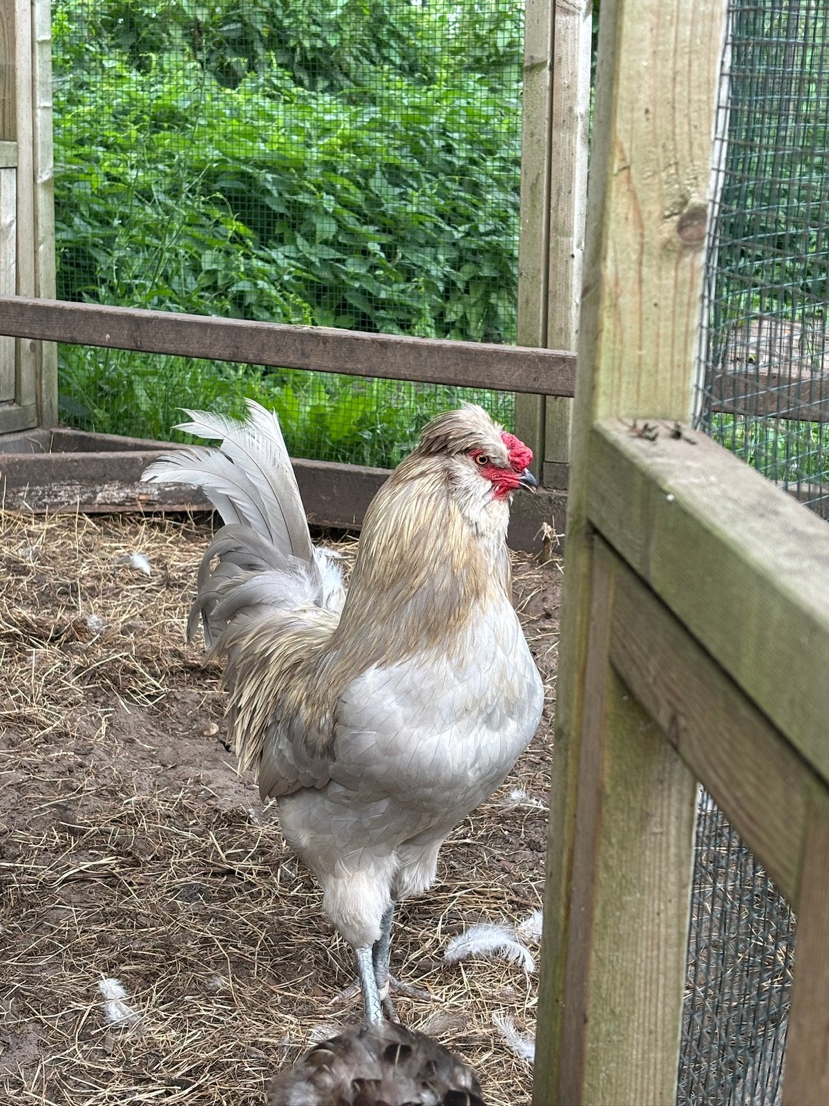 Araucana hennen, haan, Dieren en Toebehoren, Pluimvee, Vrouwelijk, Kip